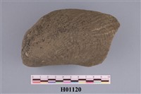 藏品(海狼蛤)的圖片